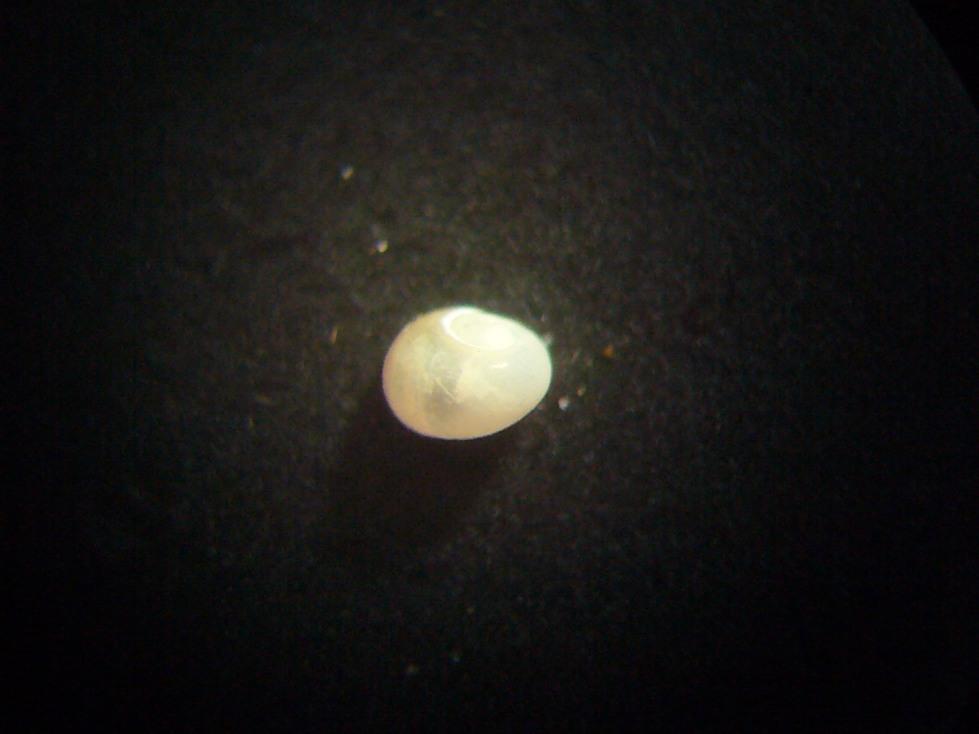 Pulcino di Naticidae o altro?